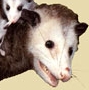 Paler Shade's Avatar